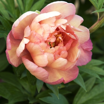 Paeonia 'Julia Rose' - Peony Itoh