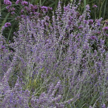 Perovskia atriplicifolia 'Little Spire' - Russian Sage