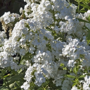 Phlox paniculata 'David' - Garden Phlox