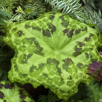 Podophyllum peltatum - May Apple