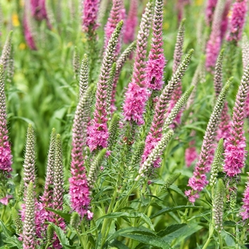 Veronica spicata 'Red Fox' - Speedwell