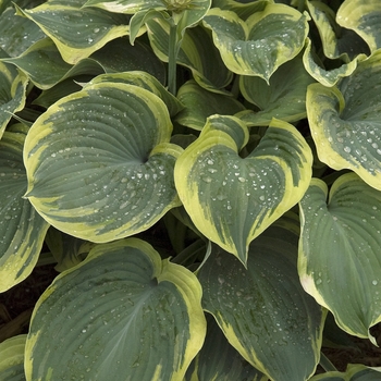 Hosta hybrid 'Earth Angel' - Plantain Lily