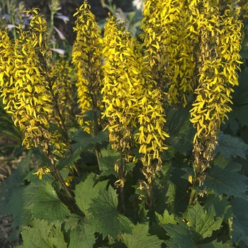 Ligularia stenocephala 'Little Rocket' - Ragwort