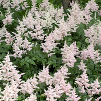 Astilbe japonica 'Peach Blossom' - False Spirea