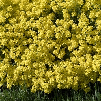 Aurinia saxatilis 'Compacta' - Basket of Gold