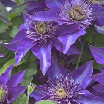 Clematis 'Multi Blue' - Clematis