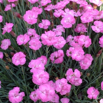 Dianthus gratianapolitanus 'Tiny Rubies' - Border Carnation