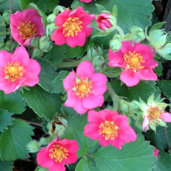 Fragaria 'Lipstick' - Ornamental Strawberry