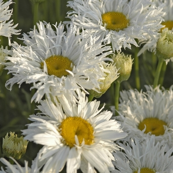 Leucanthemum superbum ''Crazy Daisy'' - Shasta Daisy