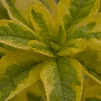 Lysimachia punctata 'Golden Alexander' - Loosestrife 