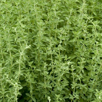 Origanum majorana - Marjoram, Sweet