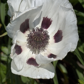 Papaver orientale 'Royal Wedding' - Oriental Poppy