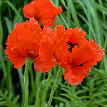 Papaver orientale 'Turkenlouis' - Oriental Poppy