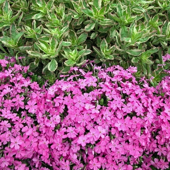 Phlox subulata 'Emerald Pink' - Creeping Phlox