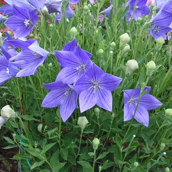 Platycodon grandiflorus 'Fuji Blue' - Balloon Flower