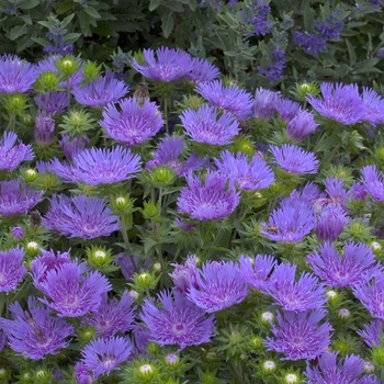 Stokesia laevis 'Peachies Pick' - Stoke's Aster