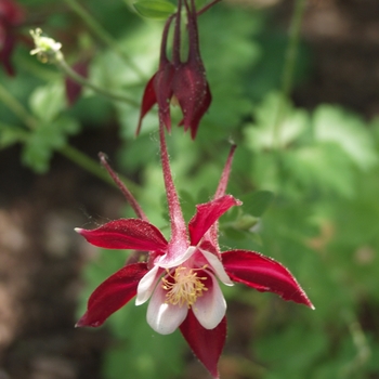 Aquilegia 'Crimson Star' - Columbine