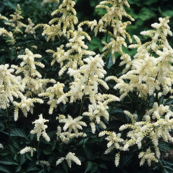 Astilbe rhizomatous 'Deutschland' - False Spirea