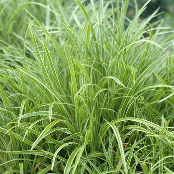 Carex morrowii - 'Ice Dance'