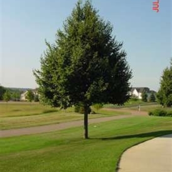 Tilia cordata 'Greenspire' (Littleleaf Linden) - Greenspire Littleleaf Linden