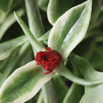 Dorotheanthus bellidiformis 'Mezoo Trailing Red' - Dorotheanthus