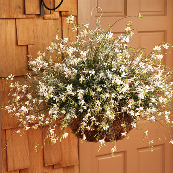 Gaura lindheimeri 'Stratosphere™ White' - Whirling Butterflies