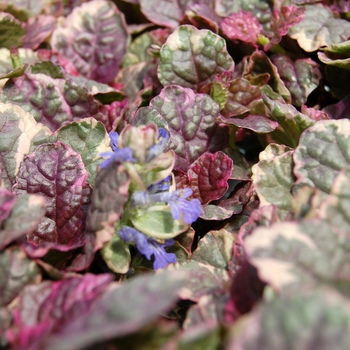 Ajuga reptans 'Burgundy Glow' - Bugleweed