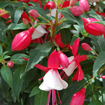 Fuchsia x hybrida 'Sunbeam® Ernie' - Fuchsia, Upright