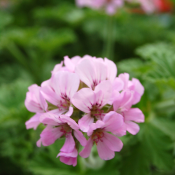 Pelargonium capitatum 'Attar of Roses' (Scented Geranium) - Scented Geranium