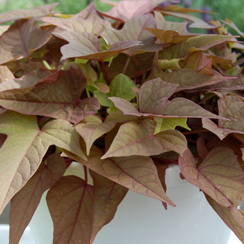 Ipomoea batatas 'Bright Ideas Rusty Red' - Ipomoea