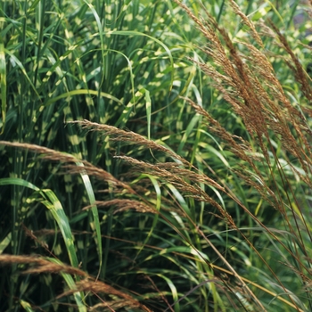 *Sorghastrum nutans - Indian Grass
