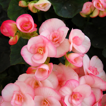 Begonia, Rieger - Camilla