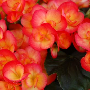 Begonia x hiemalis 'Reina XL' - Begonia, Rieger