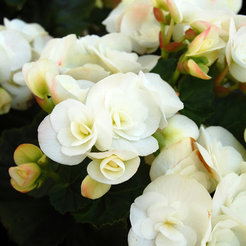 Begonia x hiemalis 'Amstel Clara' - Begonia, Rieger