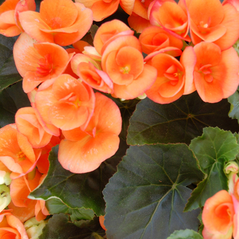 Begonia x hiemalis 'Amstel Dark Britt' - Begonia, Rieger