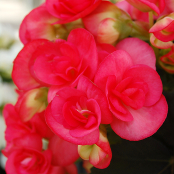 Begonia x hiemalis 'Netja Dark' - Begonia, Rieger