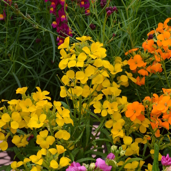 Erysimum Citrona™ Yellow - Erysimum