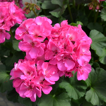 Pelargonium x hortorum Fantasia® Shocking Pink - Geranium, Zonal