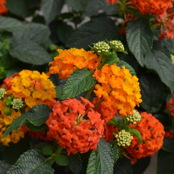 Lantana camara 'Lucky Flame Improved' - Lucky Flame Improved Lantana