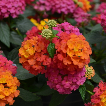 Lantana camara 'Lucky™ Sunrise Rose' - Lantana