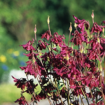 Aquilegia canadensis - Columbine