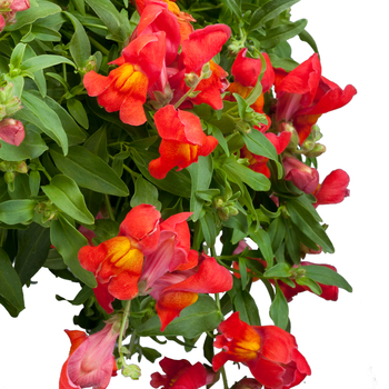 Antirrhinum majus nanum pendula 'Candy Showers Orange' - Trailing Snapdragon