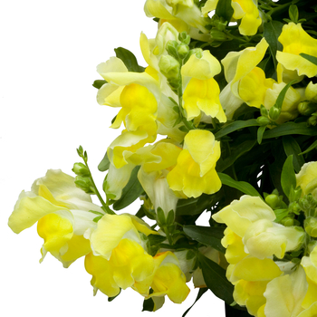 Antirrhinum majus nanum pendula 'Candy Showers Yellow' - Snapdragon