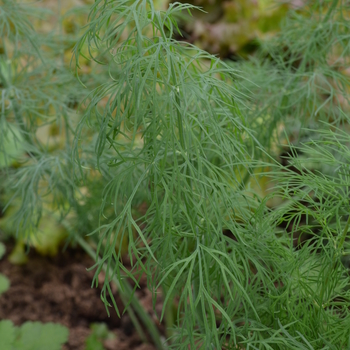 Anethum graveolens 'Dukat' - Dill