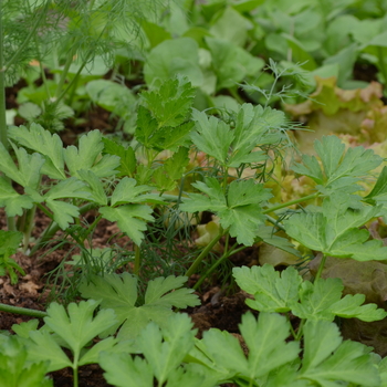 Parsley crispum var. neapolitanum 'Ita - Parsley, Italian