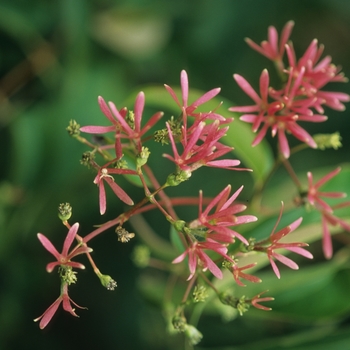 Heptacodium miconioides - Seven Son Flower