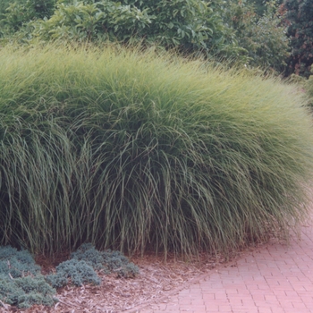 Miscanthus sinensis 'Gracillimus' - Maiden Grass