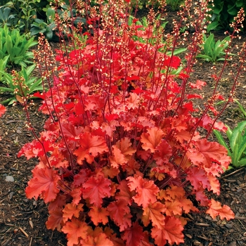 Heuchera 'Peach Crisp' - Coral Bells