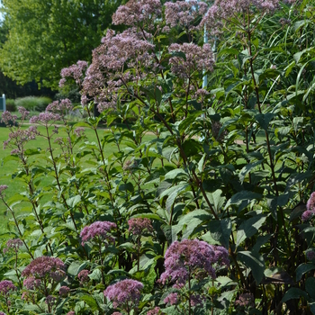 Eupatorium purpureum ssp. maculatum 'Gateway' - Joe Pye Weed