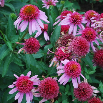 Echinacea Double Scoop Mandarin (Coneflower)